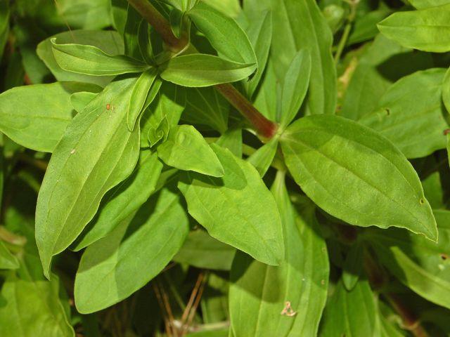 Saponaria officinalis